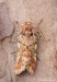 sosnokaz borový (Motýli), Panolis flammea (Lepidoptera)
